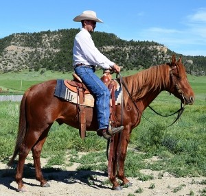 Riding Horses for Sale in Montana
