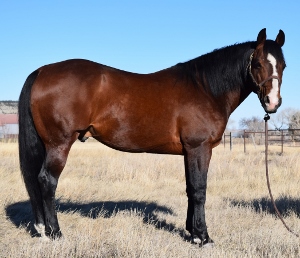 Sweetshot Playgun
aqha_number4739569description2005 Bay Stallion
AQHA #4739469
SWEETSHOT PLAYGUN is the earner of 18 AQHA points, 13.5 Open Heading, 2.5 Open Heeling & 2 Open Barrel Racing: AQHA Open ROM
DAM: Sweet Lil Lena, by Smart Little Lena ($124,843). Dam of 12 performers earning over $802,000
SIRE Playgun ($183,538) is a 2014 NRCHA Top 20 Leading Sire and NCHA Leading Sire, siring earners of $8,500,000
NOTE: Sweetshot Playgun is a 1/2 Brother to Sweet Lil Pepto ($237,793) & Pepto Taz ($132,224)
Sweetshot Playgun was purchased this year and pasture bred some of our top mares. We look forward to his foals in 2017!